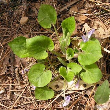 Viola Verecunda Extract 